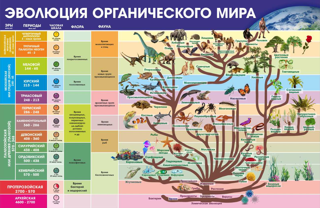 Информация стенд Эволюция органического мира купить в Нижнекамске